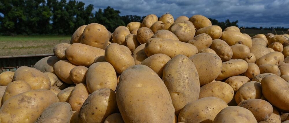 Wohin mit den Kartoffeln? Es gibt ein Überangebot, Bauern bleiben auf Knollen sitzen. (Symbolbild)