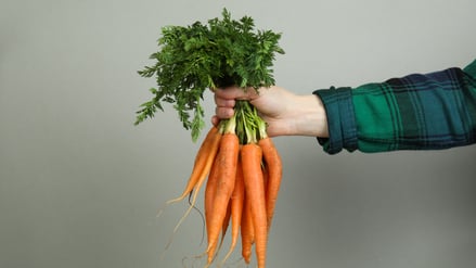 Bio-Möhren aus Brandenburg: Berlin ist der wichtigste Markt.