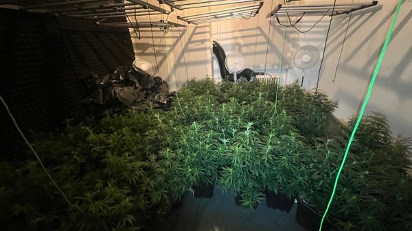 119 Cannabis-Pflanzen fanden Beamte in einer Wohnung in Spandau.