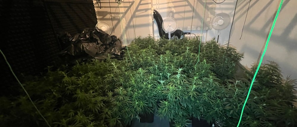 119 Cannabis-Pflanzen fanden Beamte in einer Wohnung in Spandau.