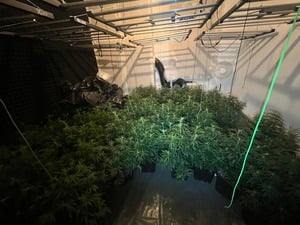 119 Cannabis-Pflanzen fanden Beamte in einer Wohnung in Spandau.
