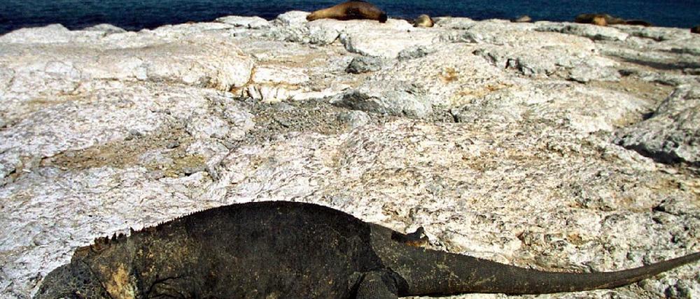 Galapagos