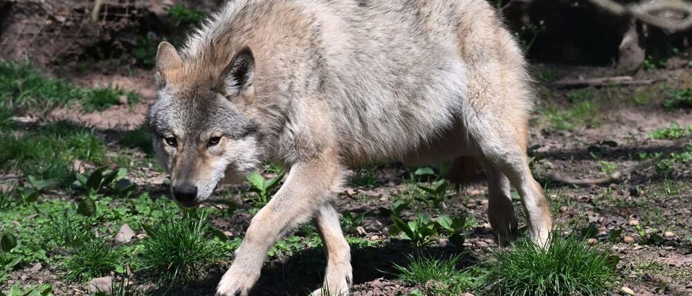 Der Wolf ist zurück in Deutschland - was längst nicht jeden freut. (Archivbild)