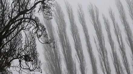 Auch am Donnerstagmorgen bleibt es stellenweise neblig. (Archivbild)