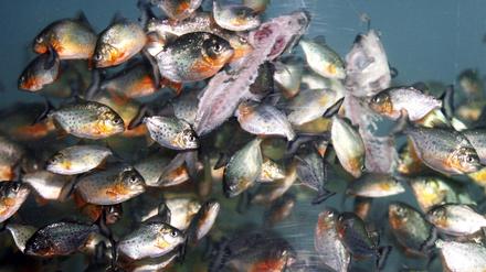 Piranhas
