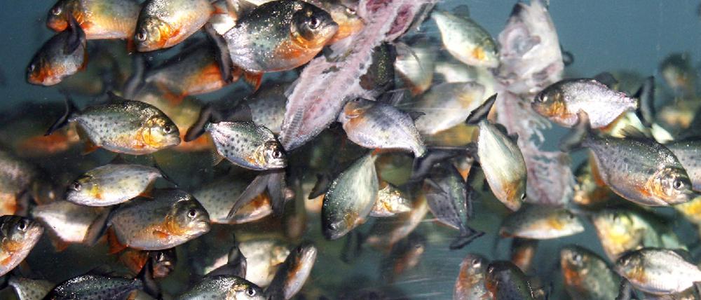 Piranhas