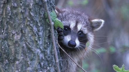Dieser süße Fratz kam erst im 20. Jahrhundert aus Amerika nach Deutschland: der Waschbär.