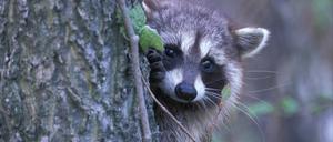 Dieser süße Fratz kam erst im 20. Jahrhundert aus Amerika nach Deutschland: der Waschbär.