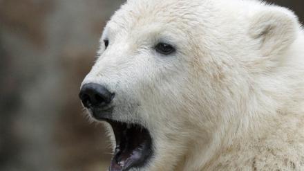 Knut