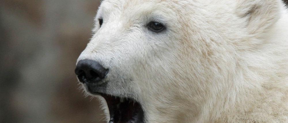 Knut