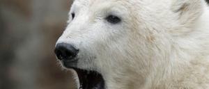 Knut