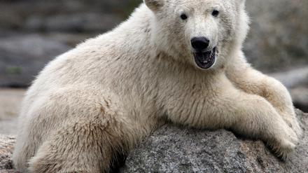 Knut