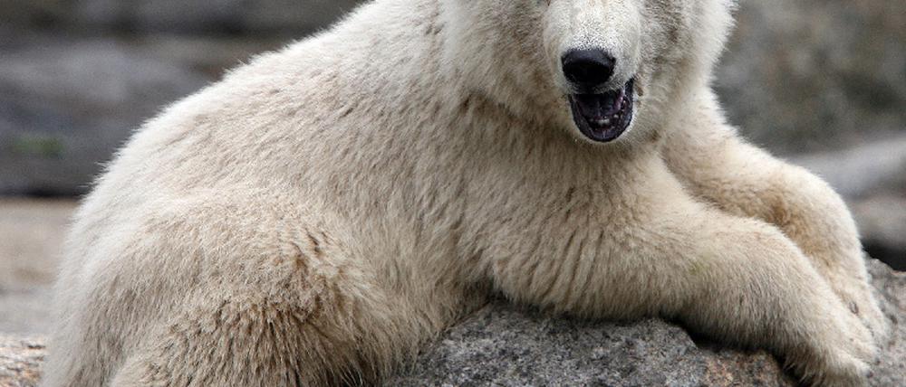 Knut