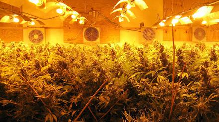 Cannabis-Plantage