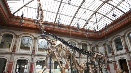 Brachiosaurus brancai