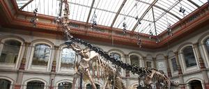 Brachiosaurus brancai