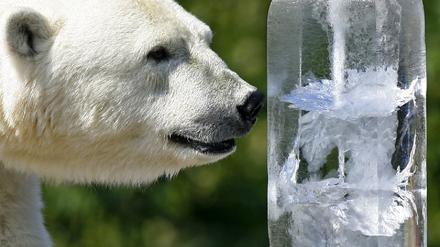 Eisbär Hitze