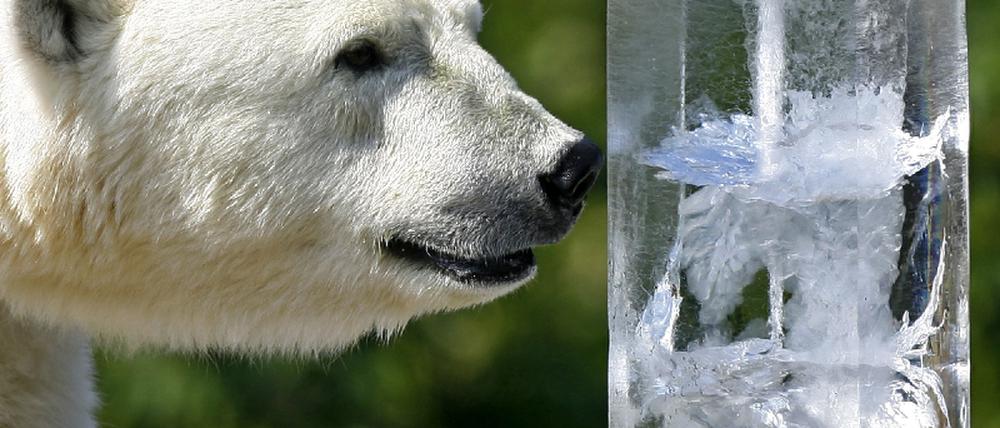 Eisbär Hitze