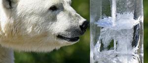 Eisbär Hitze