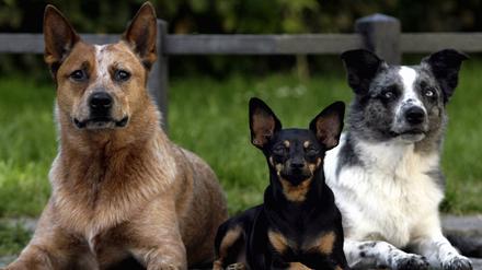 070716hunde