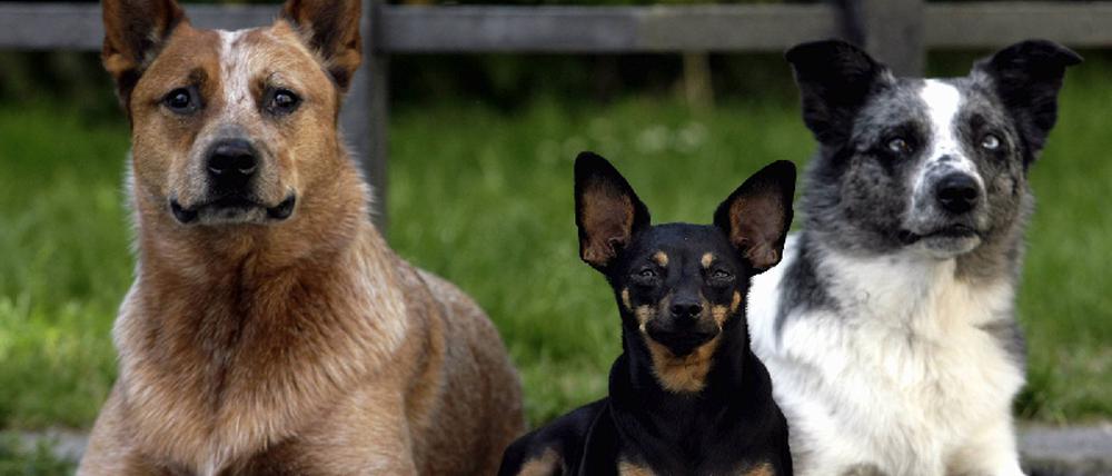 070716hunde