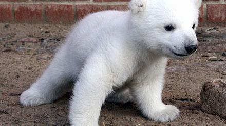 Knut