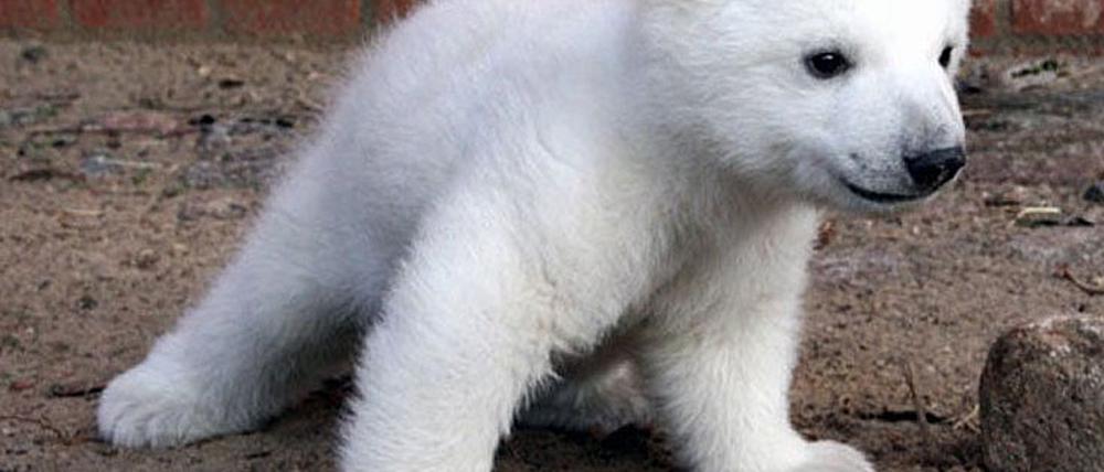 Knut