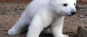 Knut