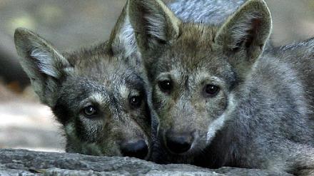 Wolfswelpen