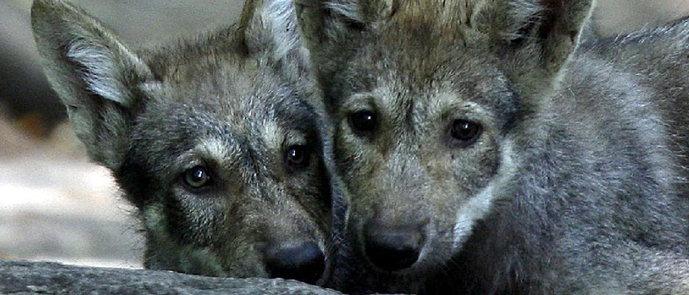 Wolfswelpen