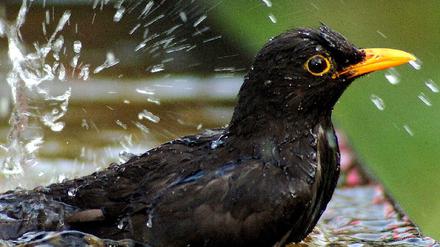 Amsel