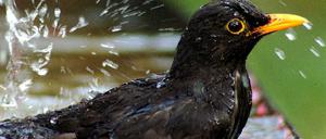 Amsel