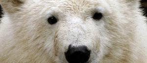 Knut
