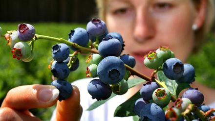Beeren