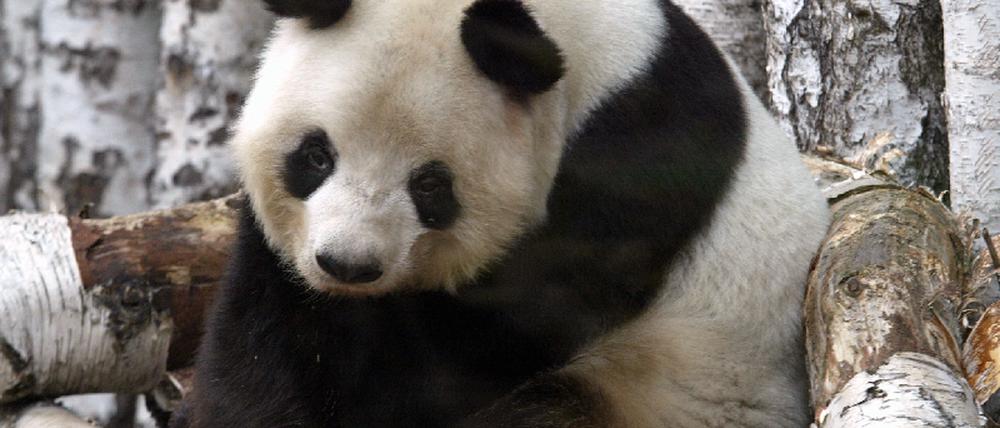 Pandabärin Yan Yan