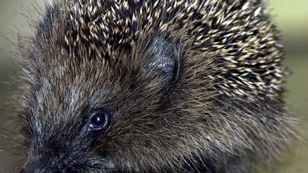 Igel
