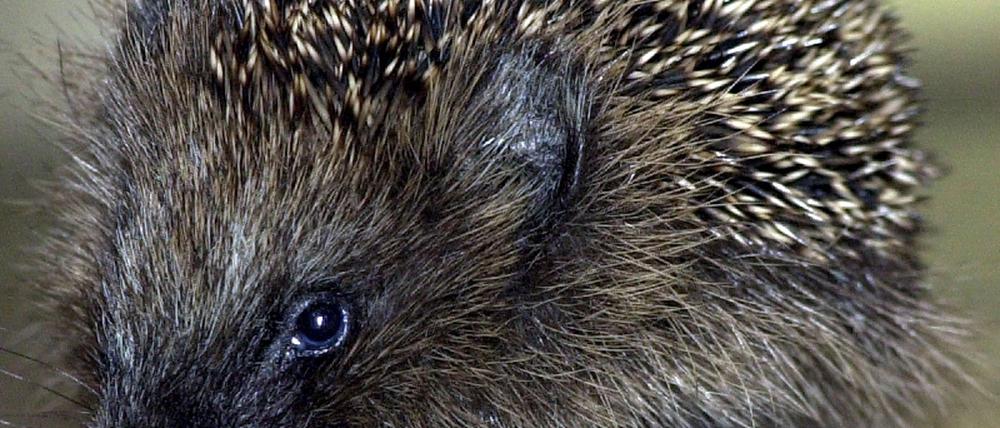Igel
