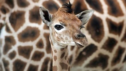 Giraffe