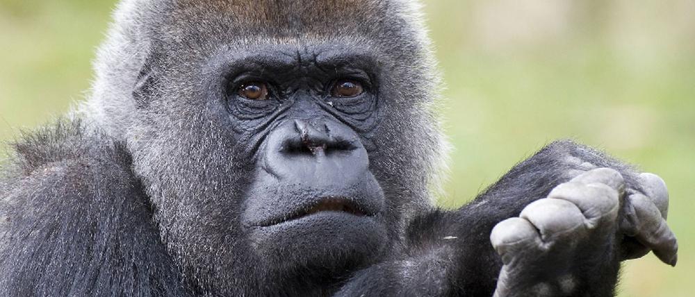 070822gorilla