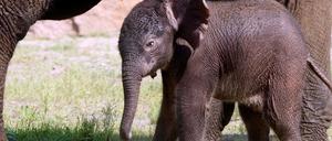 Elefantenbaby