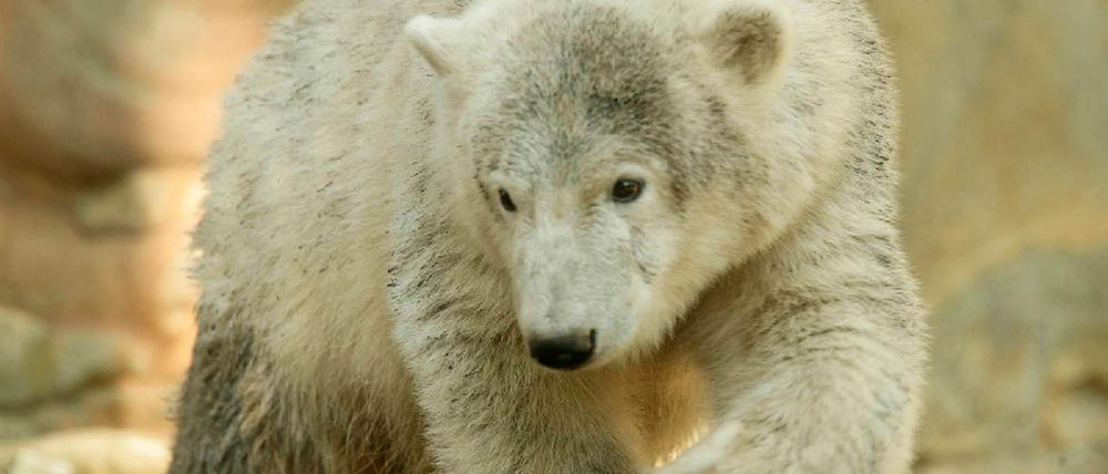Knut