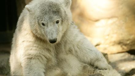 Knut