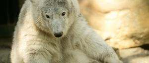 Knut