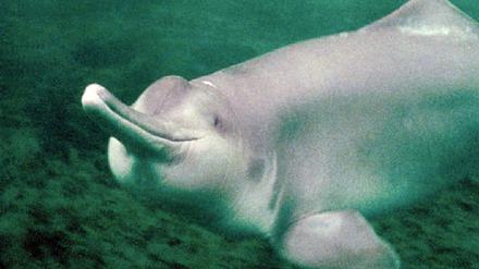 Flussdelfin Baiji