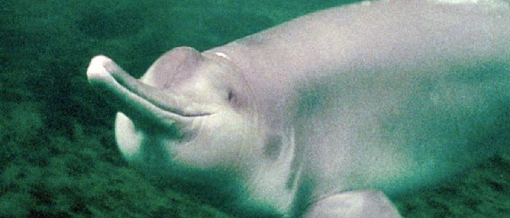 Flussdelfin Baiji