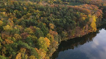Herbstlich gefärbt ist der Mischwald am Ufer des Trepliner Sees im Landkreis Märkisch-Oderland (Luftaufnahme mit einer Drohne).