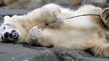 Knut