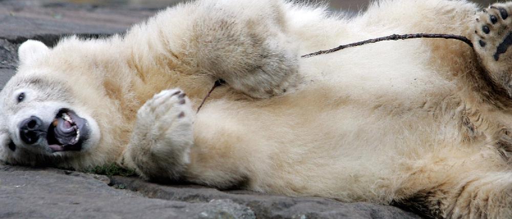Knut