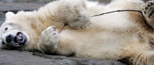 Knut