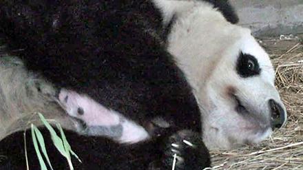 Panda-Baby